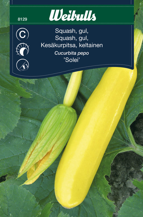 Gul squash 'Solei'